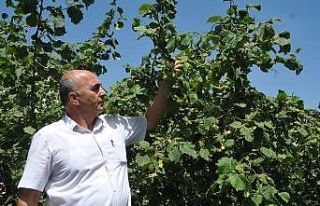 Fındık üreticileri fiyattan memnun