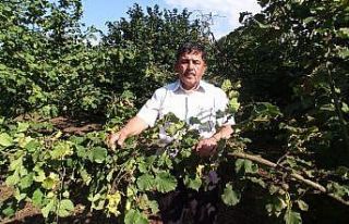 Fındıkta rekolte düştü