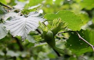 Fındıkta rekolte tartışması