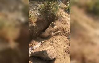 Fosseptik çukuruna düşen köpeği itfaiye ekipleri...