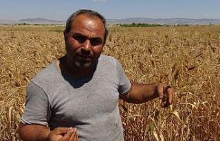 Geçmişini bilmediği bir avuç buğdayı çoğaltmaya...