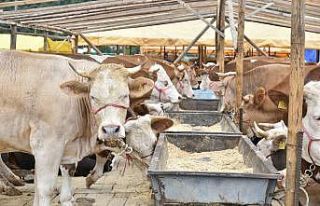 Genç, Kurban bayramı öncesi uyardı