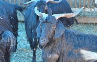 Gerze kurban pazarında son durum