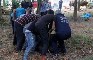 Giresun’da kurban kesimi başladı, fiyatlar düştü