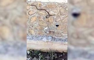Gümüşhane’de kuşun yılanı yuvasına sokmamak...