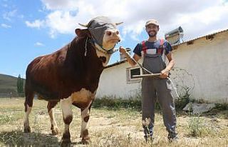 Günlük 9 kilo yem yiyen 1 tonluk boğa, alıcılarını...