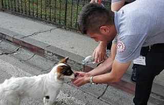 Güvenlik görevlisi susuz kalan sokak köpeğine...
