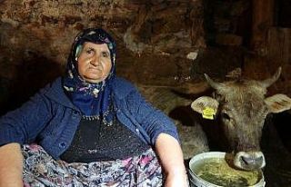 Hacer nine, kurtların saldırısına uğrayan ‘Sarı...