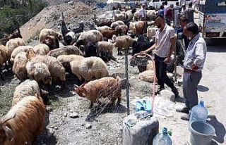Hakkari Belediyesinden kurbanlık satıcılarına...