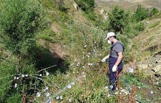 Hakkari Belediyesinden larvasit ilaçlama çalışması