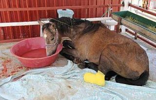 Haluk Levent’in sahip çıktığı yaralı tay,...