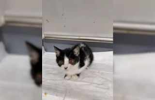 Hayatı kurtuldu ama gözlerini kaybetti, yavru kediye...
