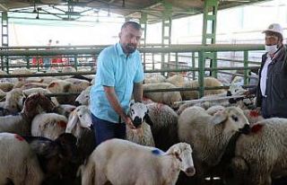 Hayvan pazarında şaşırtan sakinlik