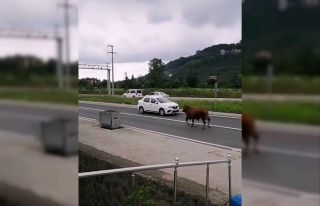 Hayvan pazarından firar eden kurbanlık tosun karayolunu...