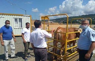 Hayvan pazarlarına sıkı denetim