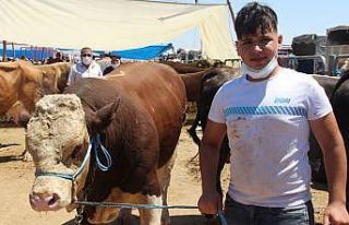 Hayvan pazarlıkları kızıştı