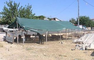 Hayvanlar güneşten tente ile korunuyor