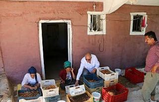Hekimhan’da kayısı hasadı başladı