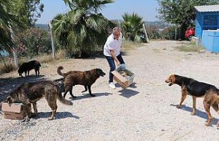Her gün 30 kilometre gidip can dostlarını besliyor