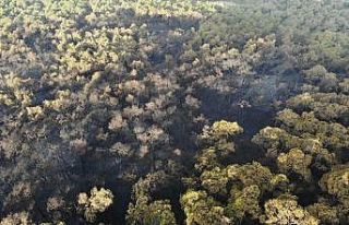 Heybeliada’da yanan ormanlık alan havadan görüntülendi