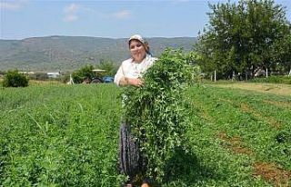 Hibe desteği ile aile bütçesine katkı sunmaya...