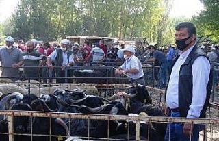 Hisarcık’ta kurbanlık satışları durgun