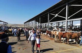 Horasan’da Kurban pazarlığında ’sopalı’...