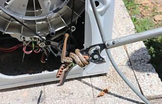 İçine giren yılanı çıkarmak için çamaşır...