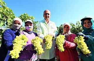 İhracat üzümünde ilk makas Manisa’da vuruldu