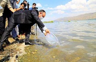 İlk defa üretimi yapılan 420 bin adet siraz balığı,...