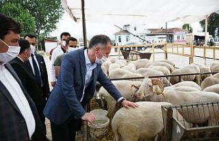 İnegöl’de hayvan pazarında hareketlilik başladı