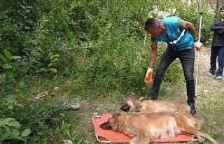 İpekyolu Belediyesiyle ‘can dostlar’ emin ellerde