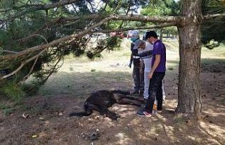 İşçilerin bitkin halde bulduğu tay tedavi altına...