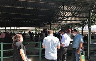 Isparta’da hayvan pazarlarında denetimler arttırıldı