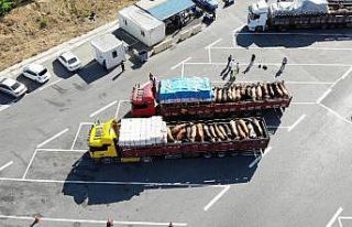 İstanbul’a gelen kurbanlıkların denetimleri havadan...