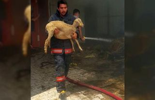 İtfaiye ekipleri kurbanlık koyunları kucaklayarak...