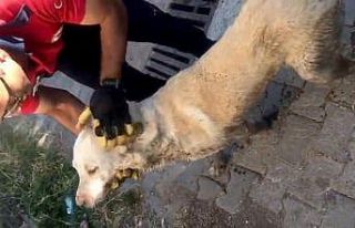 İtfaiyeden nefes kesen kurtarma