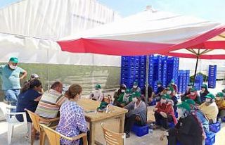 İyi Tarım Uygulamalarının Yaygınlaştırılması...