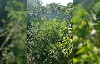 İzmir’de 254 kök Hint keneviri ile ruhsatsız...