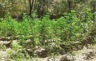 İzmir’de 3 bin 210 kök kenevir ele geçirildi