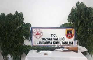 Jandarma ekipleri 51 kök kenevir bitkisi ele geçirdi