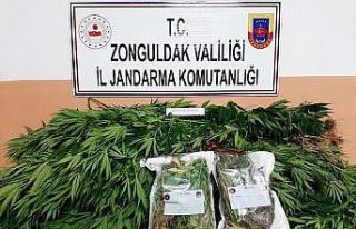 Jandarmadan kenevir operasyonu; 2 gözaltı