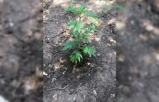 Jandarmadan kenevir tarlasına operasyon