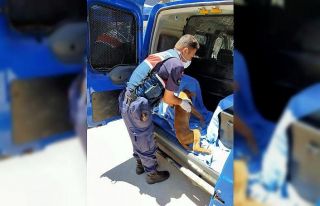 Jandarmanın dikkati ölmek üzere olan köpeğin...