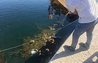 Kaçak avlanan kerevitler Eğirdir Gölü’ne salındı