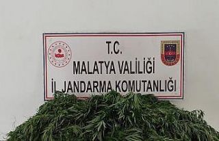 Kaçak kenevir ekenlere gözaltı