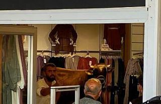 Kaçan boğa girdiği giyim mağazasını bir birine...