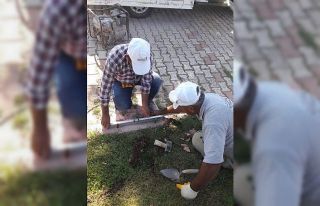 Kahramanmaraş’ta sıcak havalarda sokak hayvanları...