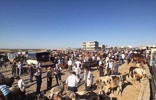 Kahta Hayvan Pazarında Kurban Bayramı Yoğunluğu
