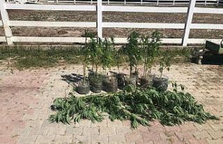 Kapaklı’da 100 kök Hint keneviri ele geçirildi